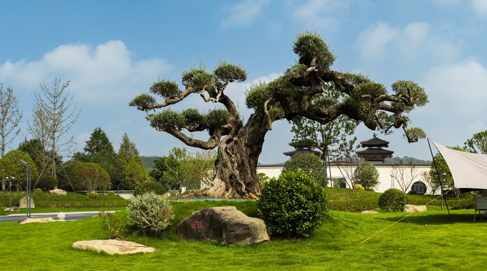莫干山桃花源园区树景